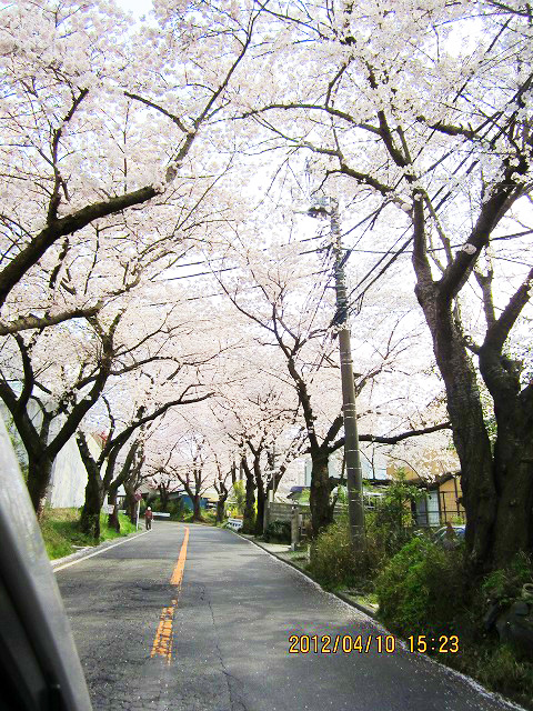 湘南平の桜