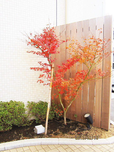 紅葉の楓