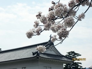 小田原城へお花見-02