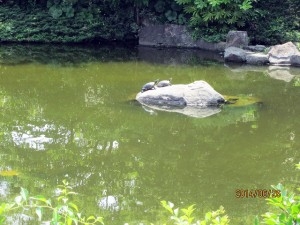 快飛ランチと長久保公園散策-03