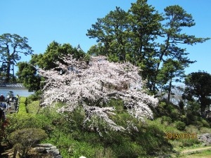 小田原へお花見-01