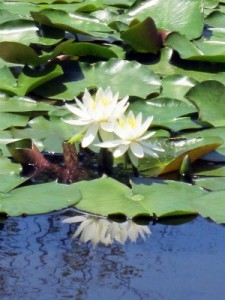 大船植物園散策とお食事-01