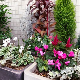 「エントランスの花」と「花壇の植替え」