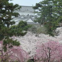 お花見レクリエーション