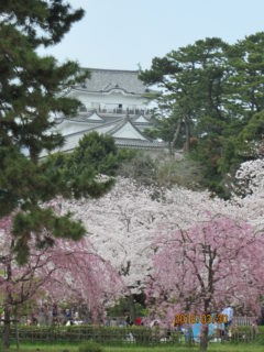 お花見レクリエーション