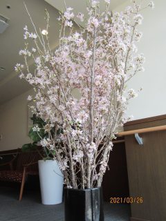 施設内の桜